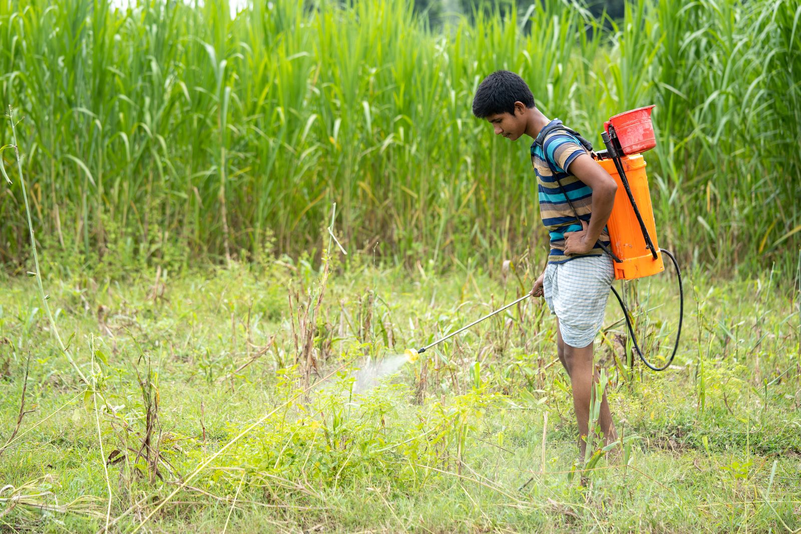 News image for Pesticide labels and lawsuit rights