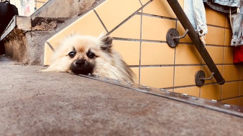 Free stock photo of dog, relaxation, stairs