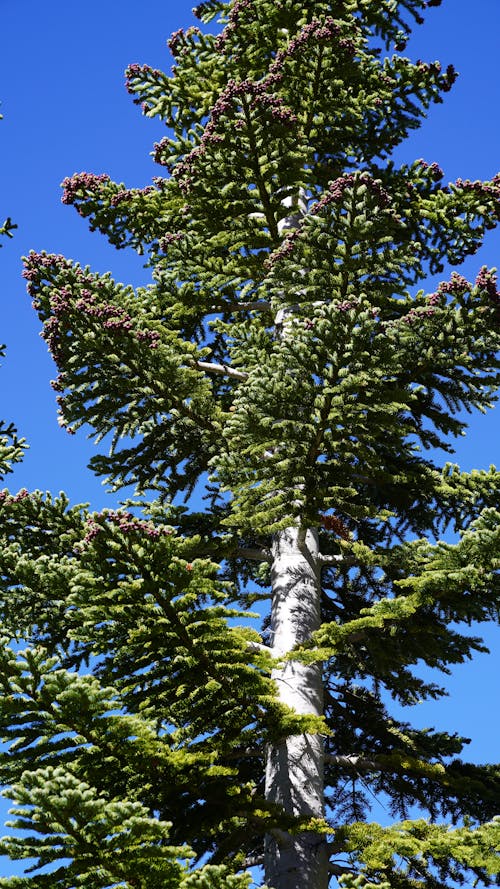 Tree Magic Mount Shasta, CA USA