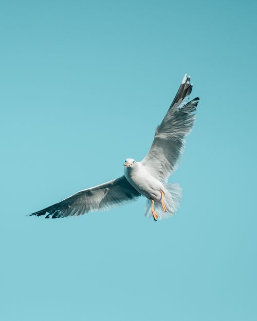 Free Close-up shot of a seagull flying with wings spread wide against a clear blue sky in Istanbul, Turkey. Stock Photo