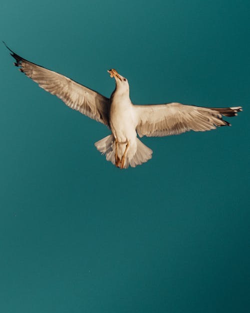 Flying Bird in Close Up Photography
