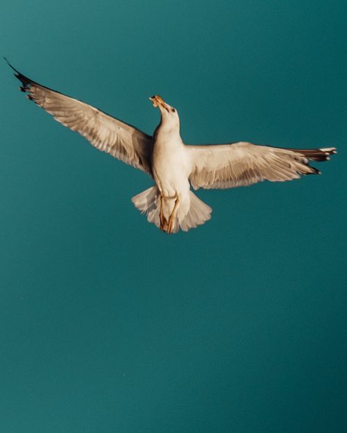 Free A seagull in flight with wings spread wide against a clear blue sky, capturing freedom in motion. Stock Photo