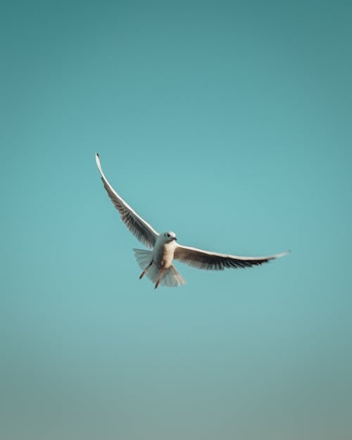Photo of a Gull Flying