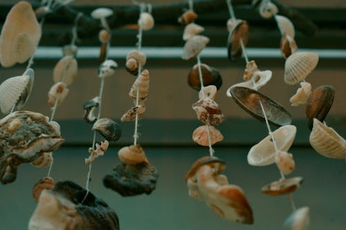Low Angle Shot of Hanging Seashells