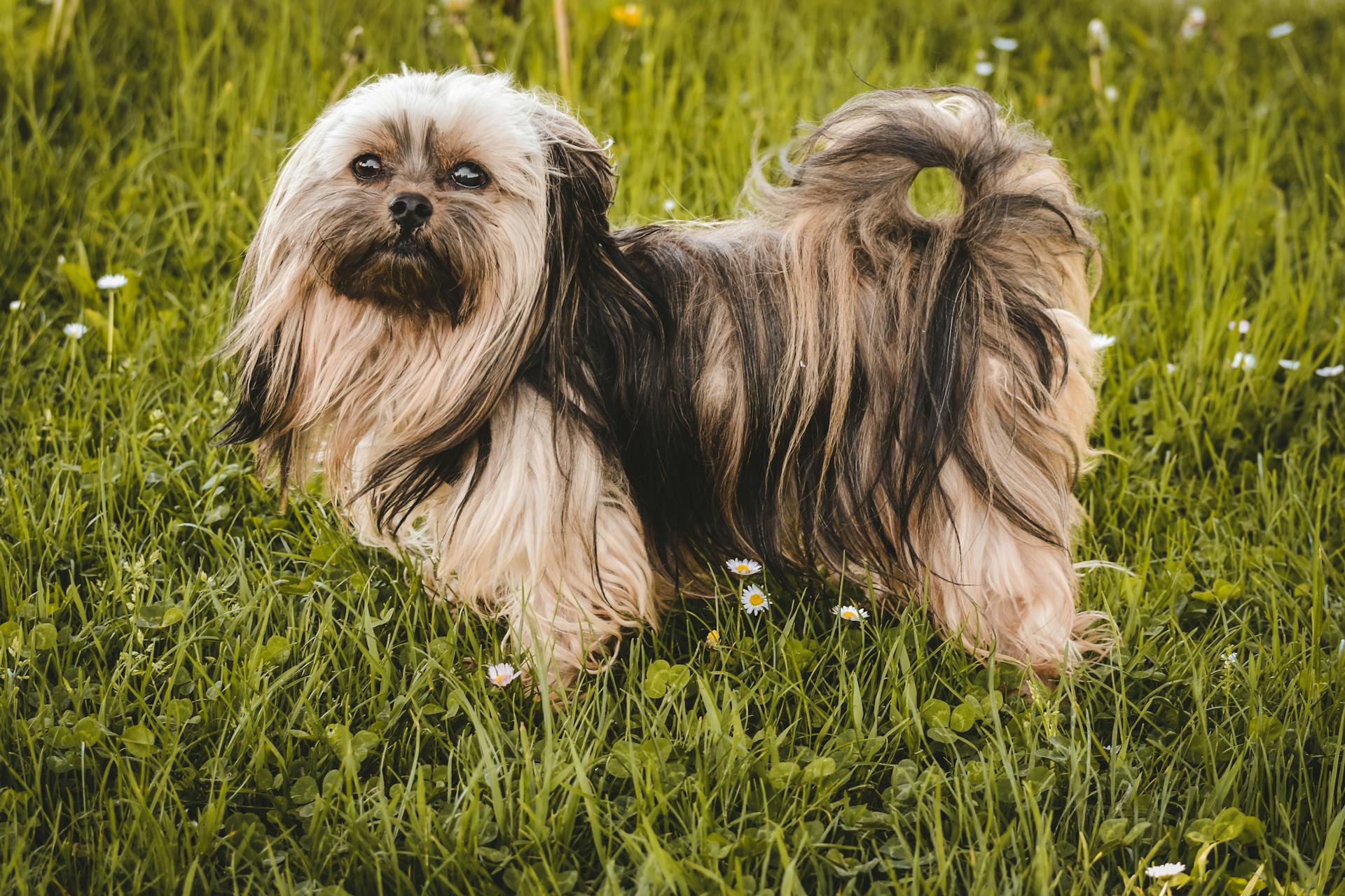 En närbild av en Shih Tzu-hund på grönt gräs