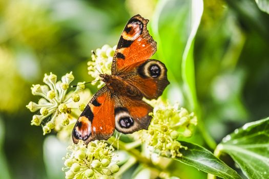 Vibrant close-up of a peacock butterfly perched on blooming flowers.