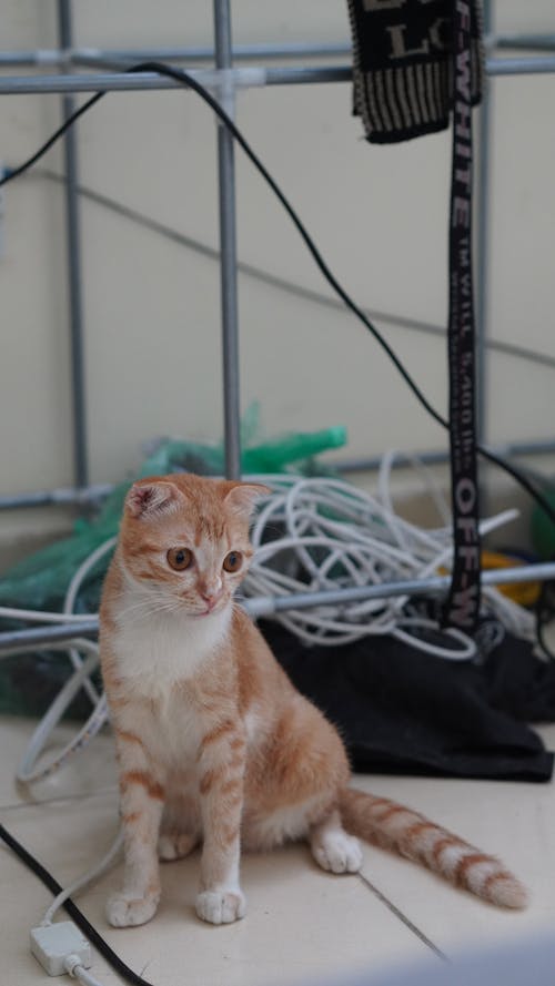 An Orange Tabby Cat Sitting