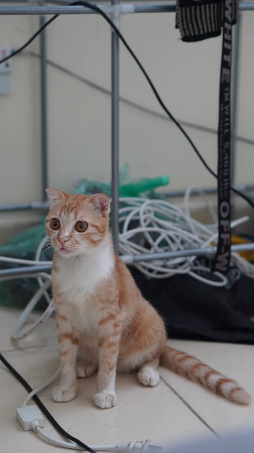 An Orange Tabby Cat Sitting