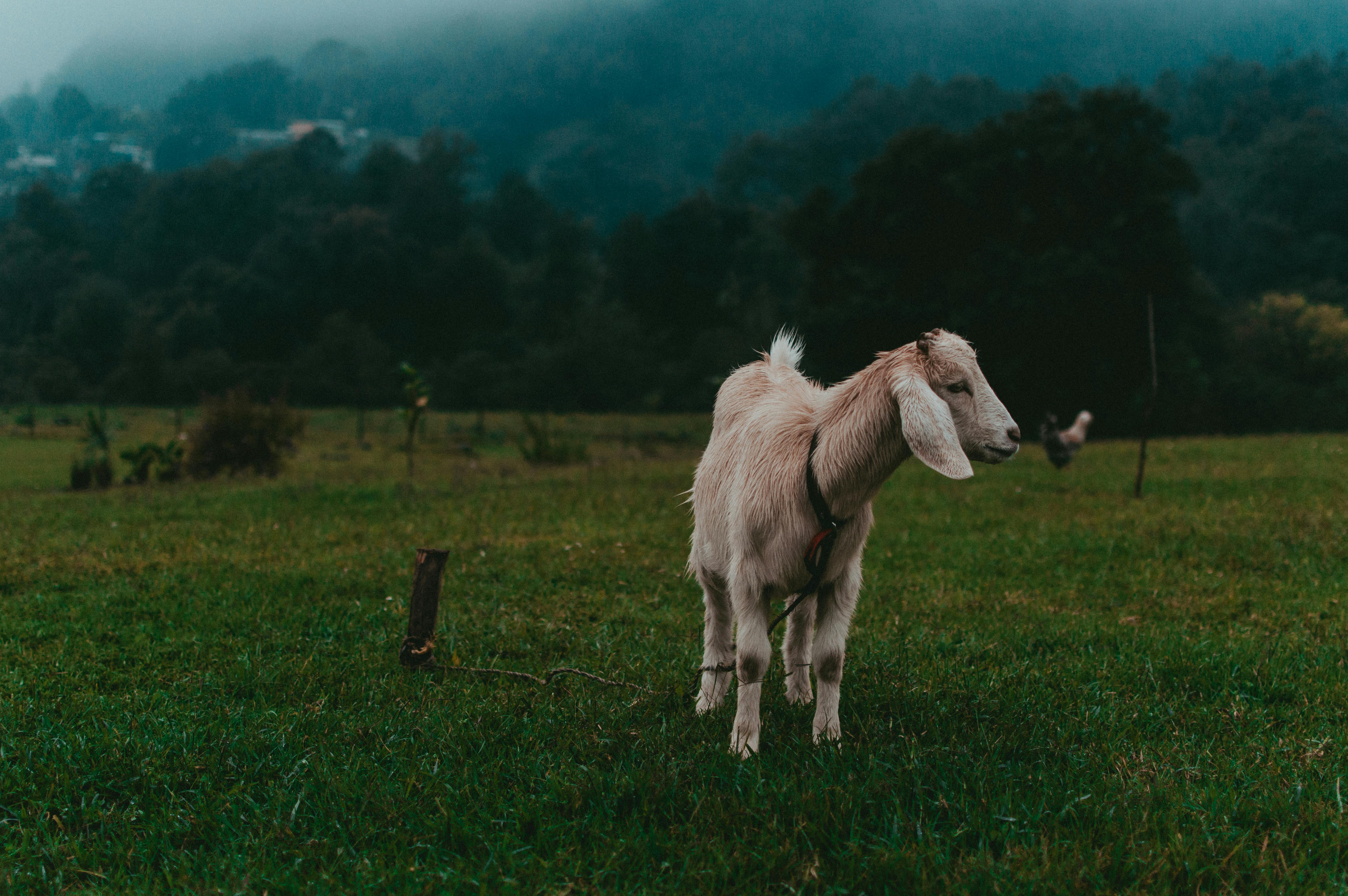 A goat stands in a lush green field amidst misty mountain backdrop in Xico, Veracruz.