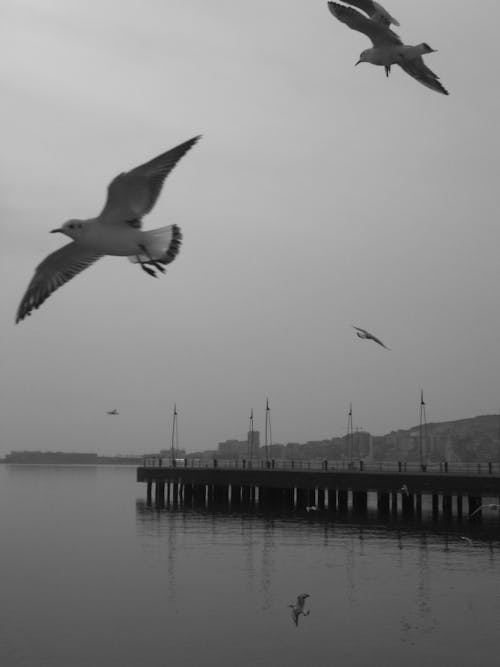 Kostenloses Stock Foto zu fliegen, flügel, graustufenfotografie