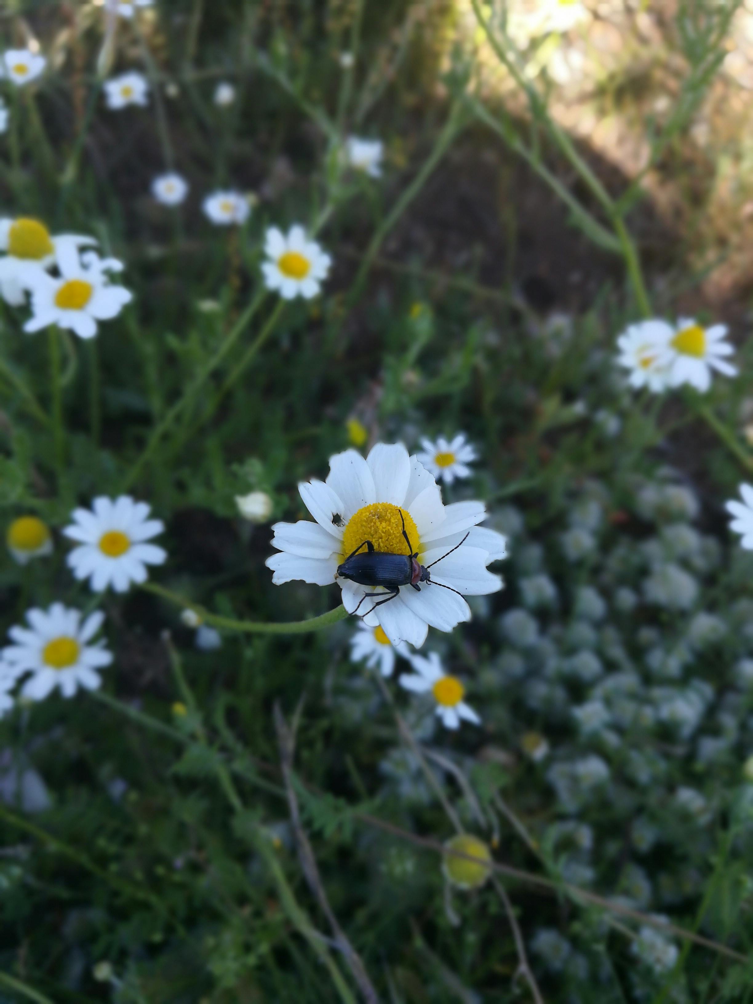 デイジーの花 甲虫 花の無料の写真素材