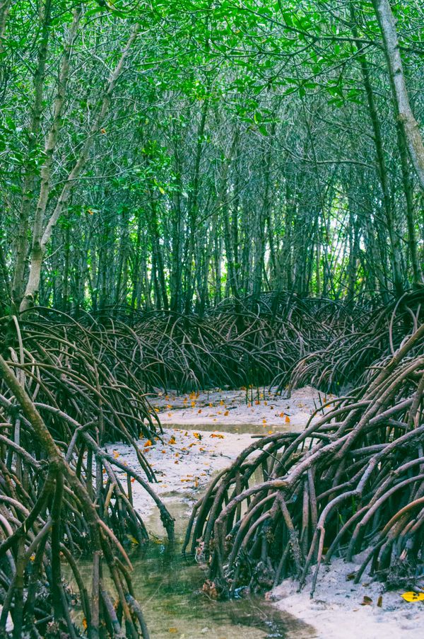 Dense mangrove forest with arching roots