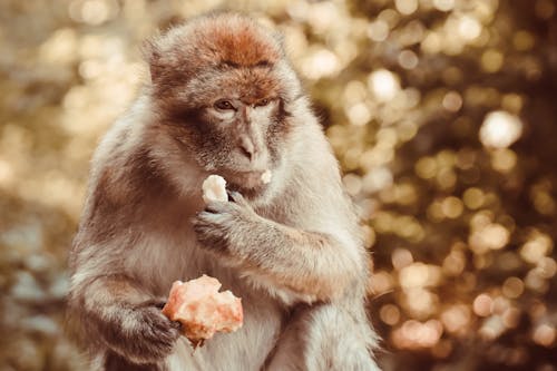 คลังภาพถ่ายฟรี ของ การกิน, พอร์ตเทรตสัตว์, วานร