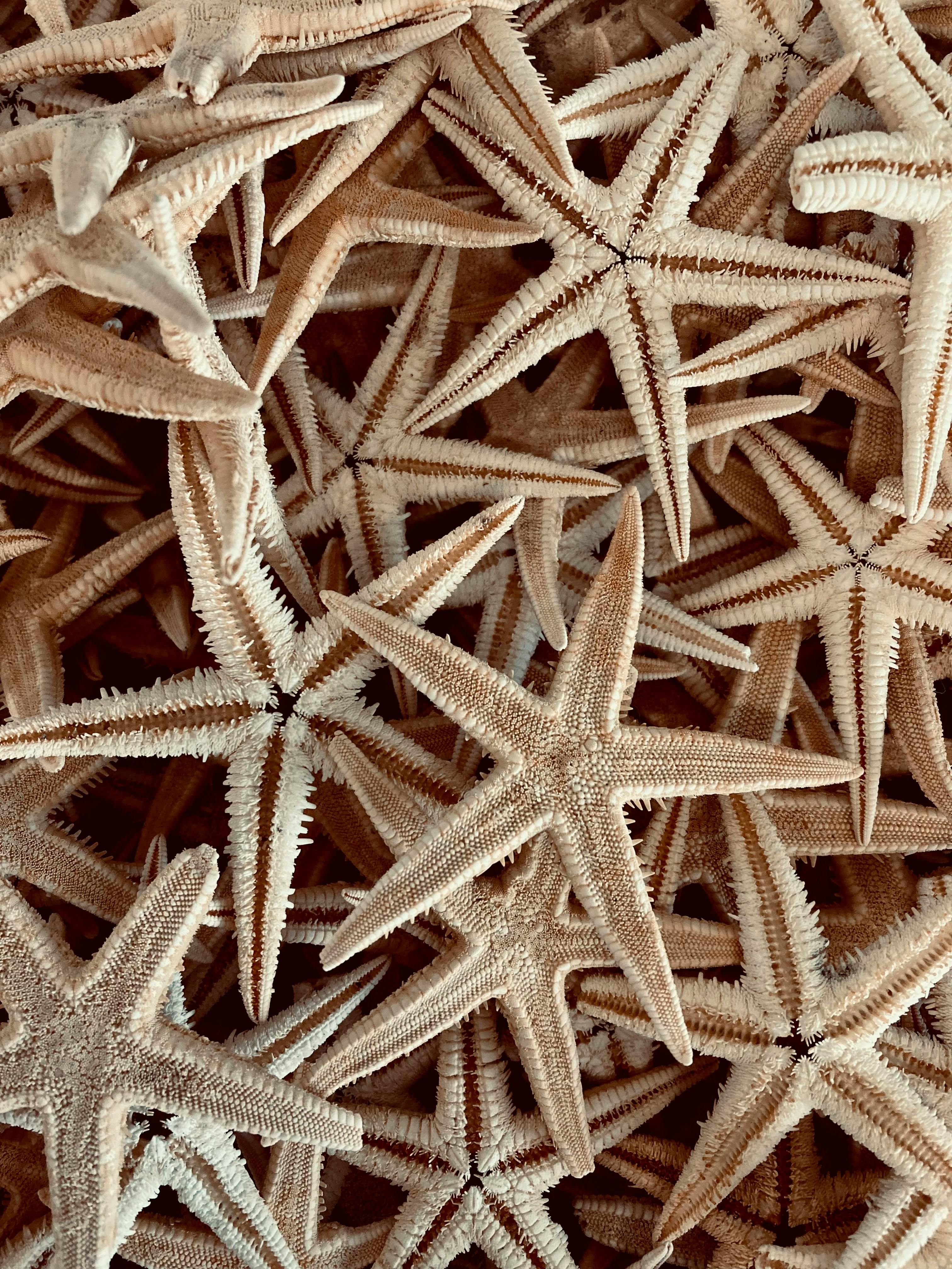 Close-Up Shot of Starfishes · Free Stock Photo