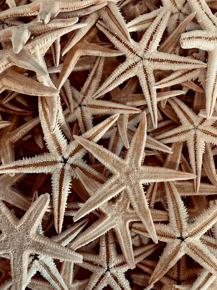 Close-Up Shot Of Starfishes