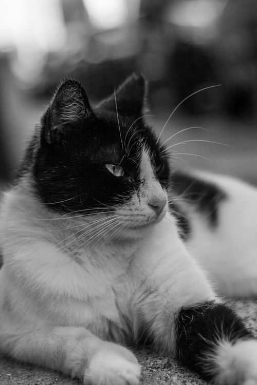 Free A captivating monochrome portrait of a bicolor cat captured in a relaxed pose. Stock Photo