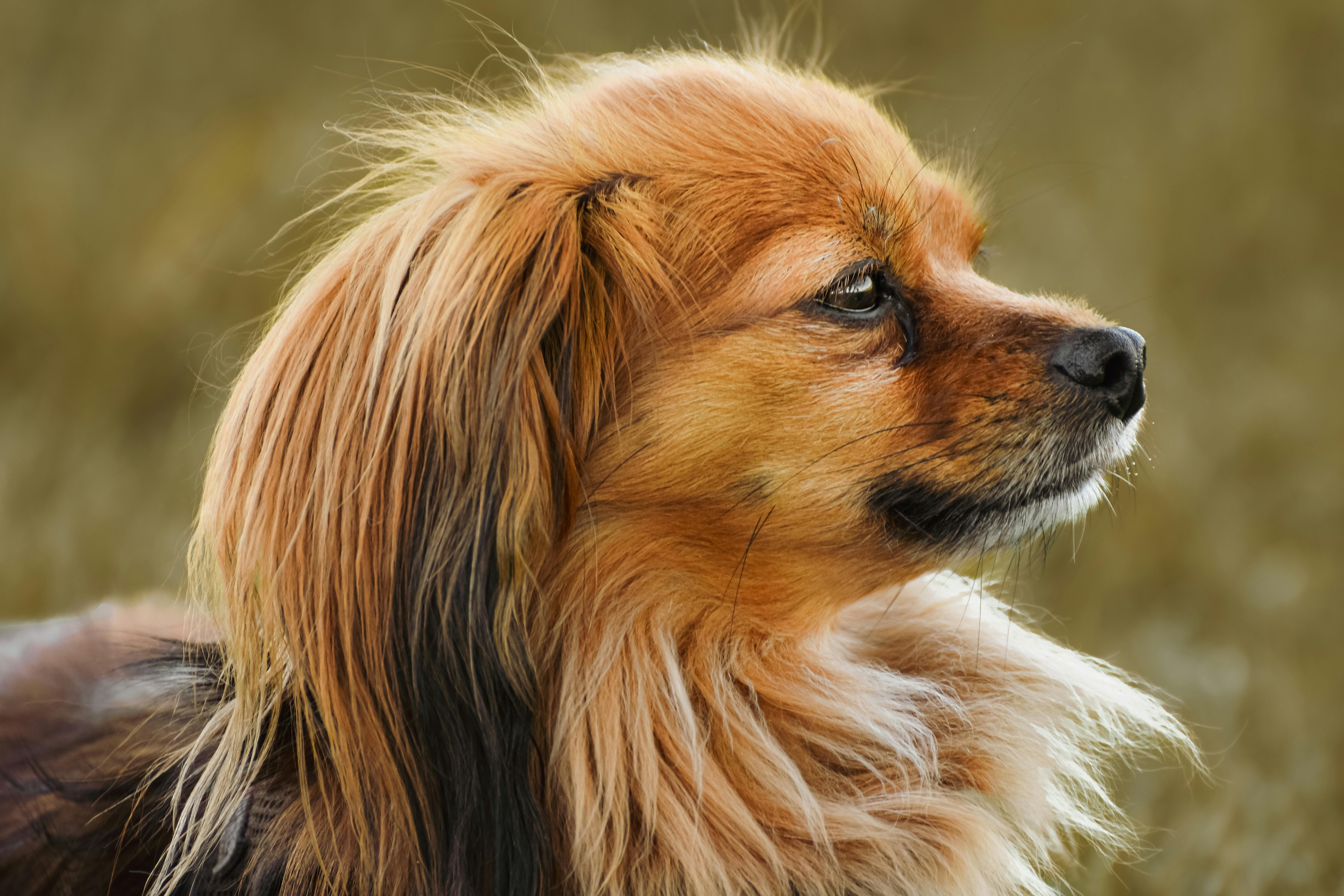 Understanding Dog Behavior: What a Wet Nose Says About Your Furry Friend