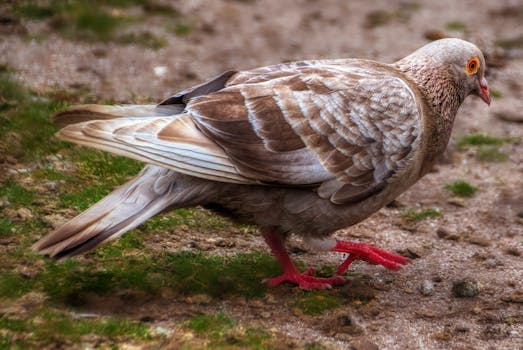Detailed close-up of a pigeon walking on the ground with vibrant plumage.