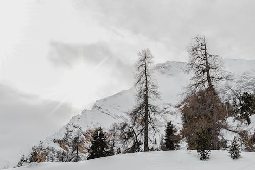 Arbres Fanés Noirs à Travers La Montagne Enneigée