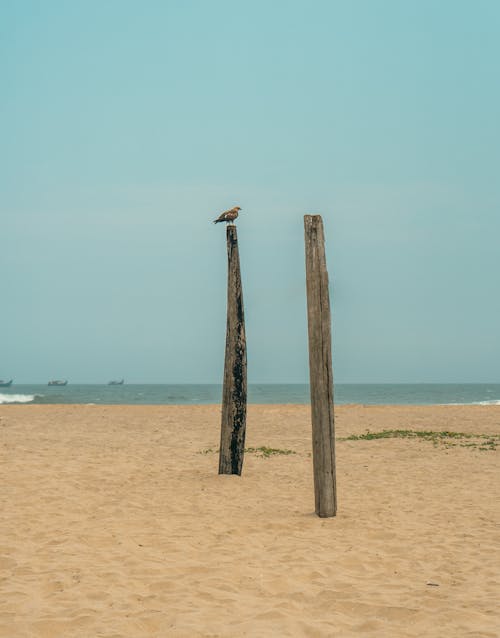 ビーチ, 垂直ショット, 木製の柱の無料の写真素材