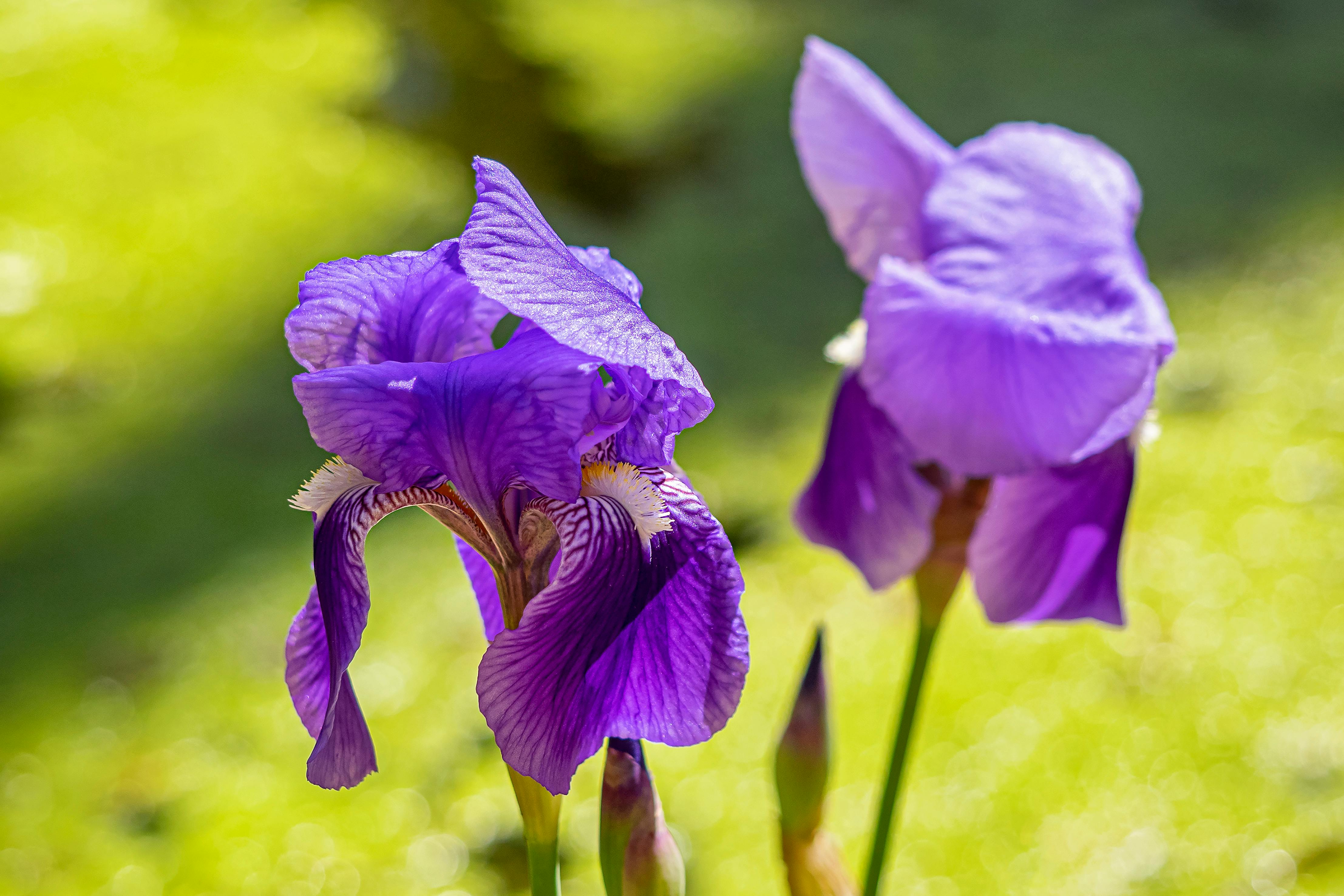 Purple Iris wallpaper:Amazon.in:Appstore for Android