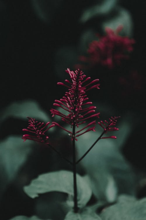 Imagine de stoc gratuită din floare, floră, fotografie de aproape