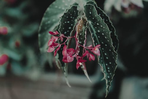 Selektive Fokusfotografie Von Blüten Mit Roten Blütenblättern