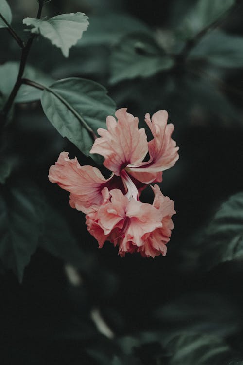 無料 ピンクの花の浅い焦点写真 写真素材