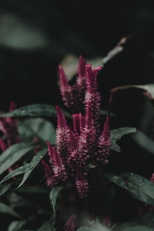 Selective Focus Photography Of Purple Petaled Flower 