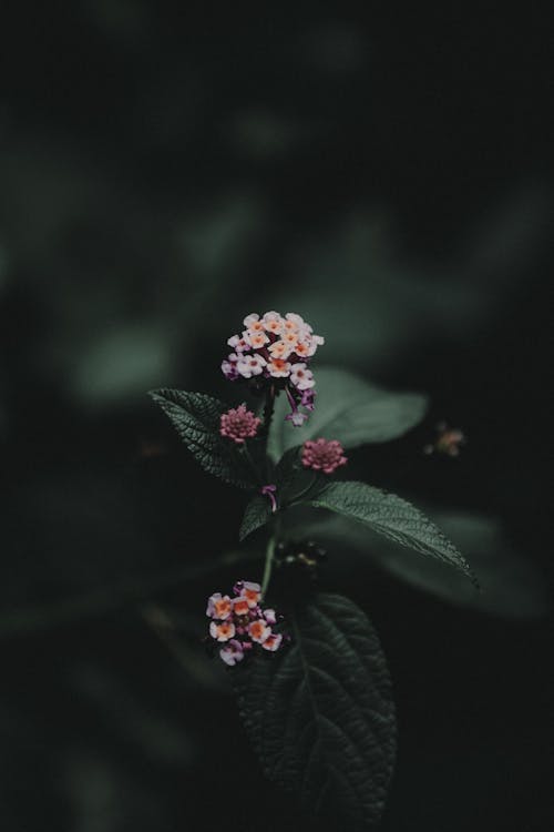 분홍색과 흰색 꽃의 저조도 사진