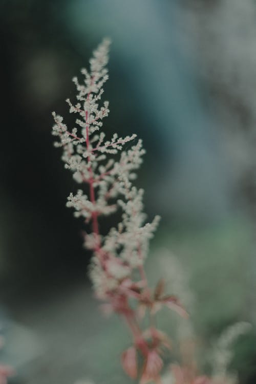 Foto d'estoc gratuïta de flor, flora, florir