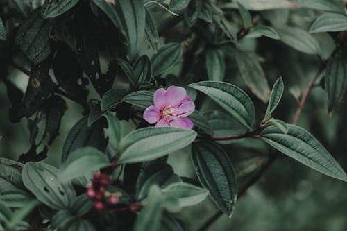 Foto Der Lila Blütenblatt Blütenpflanze