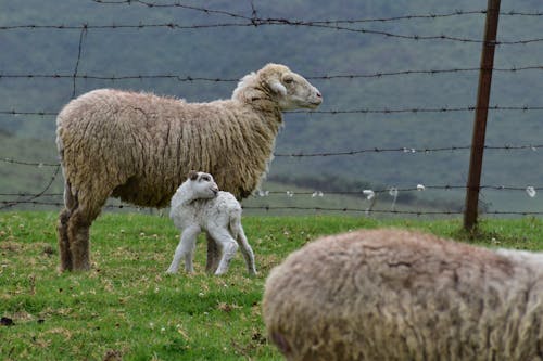 A Cute Lamb Beside the Sheep 