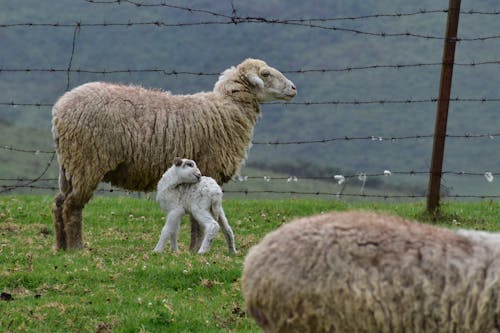 Fotobanka s bezplatnými fotkami na tému cicavce, farma, matka a dieťa