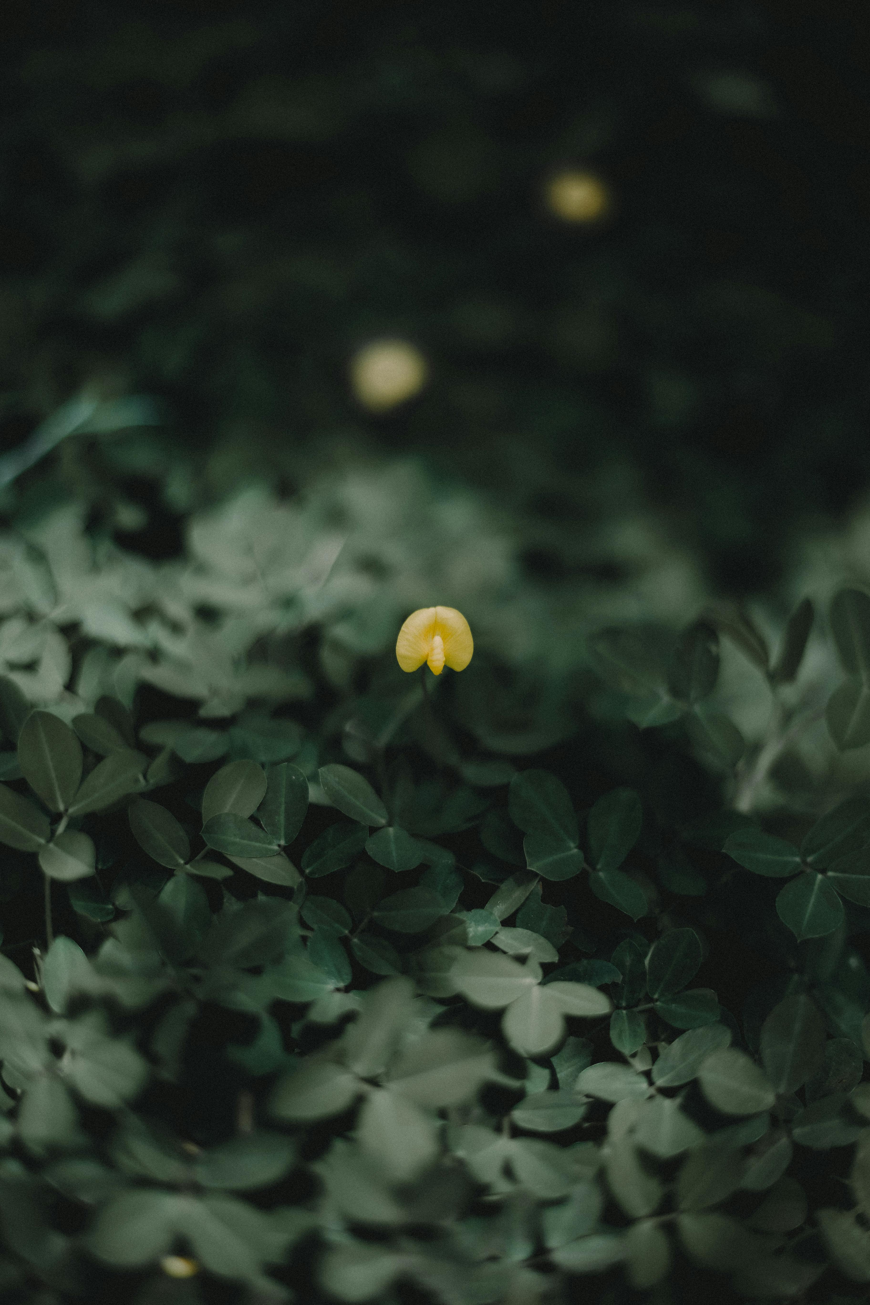 A single yellow flower stands out against a backdrop of lush green leaves, creating a harmonious nature scene.
