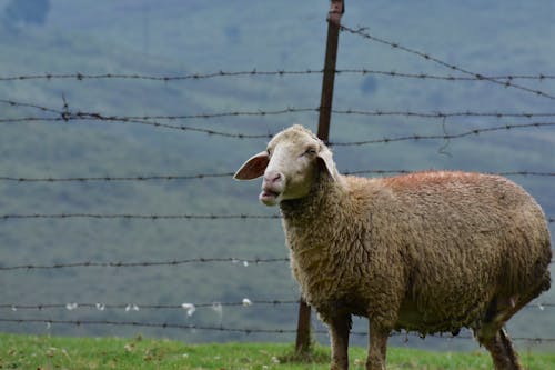 Close-up of a Sheep in the Pasture 