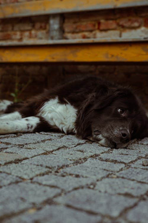 Free Border Collie Lying Down on a Ground Stock Photo