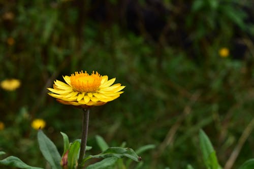 Fotobanka s bezplatnými fotkami na tému botanická záhrada, kvet v žltej farbe, nádherné kvety
