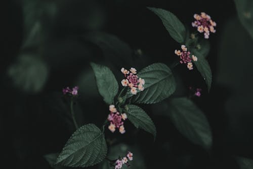 免费 焦点摄影中的花朵 素材图片