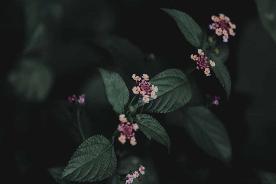 Close-up of subtle pink and yellow flowers blooming amidst lush green foliage, dark background highlighting details.