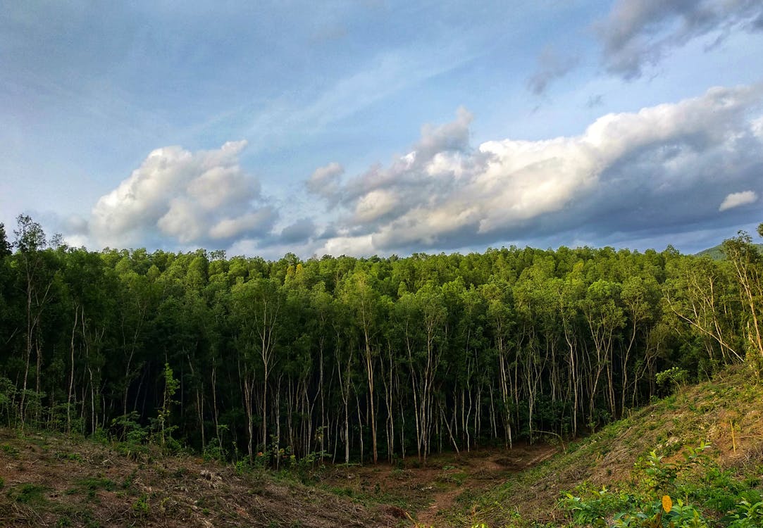 Foto d'estoc gratuïta de arbre, bosc, cel