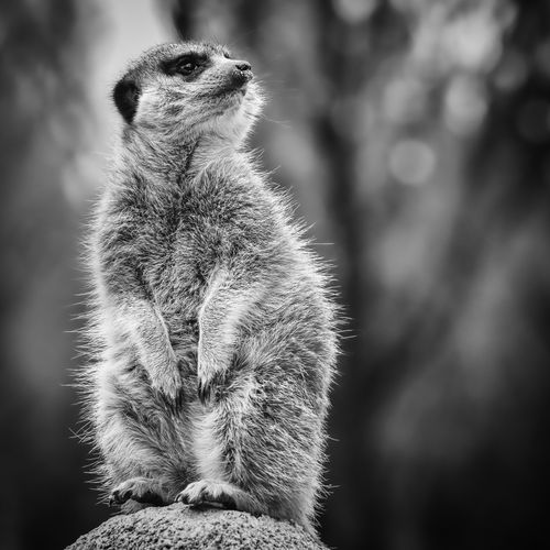 Free A striking black and white portrait of a meerkat standing alert at München Zoo. Stock Photo