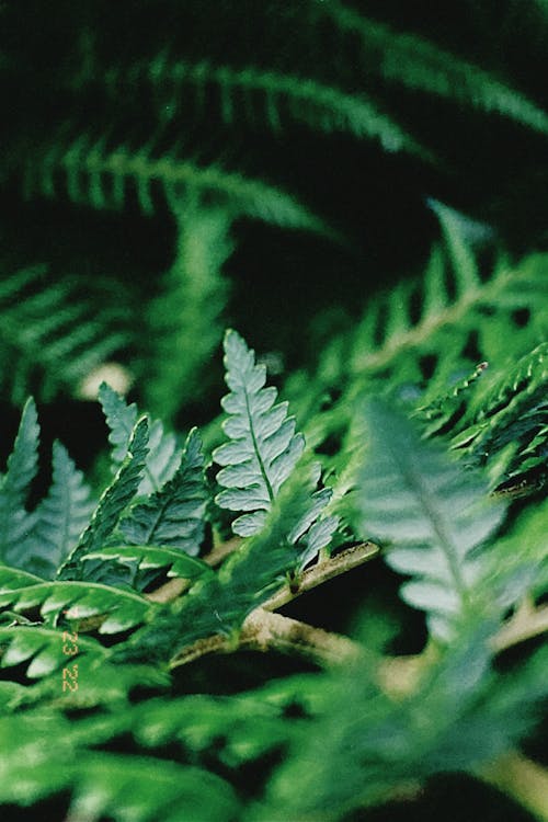 Gratis stockfoto met detailopname, fabriek, plant fotografie