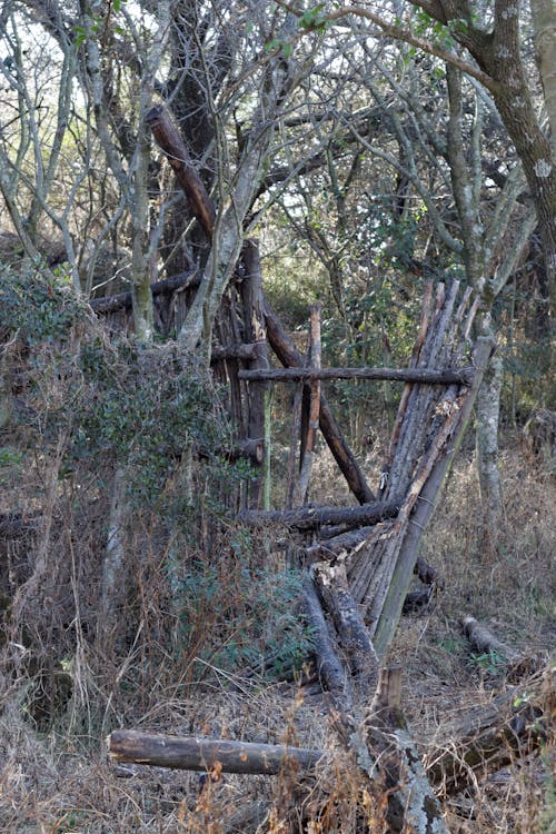 Foto d'estoc gratuïta de arbres, bigues, estructura