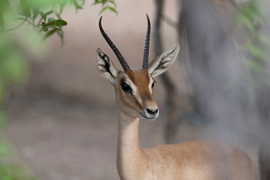 Close-up portrait of a majestic gazelle with horns, outdoors in Dubai.