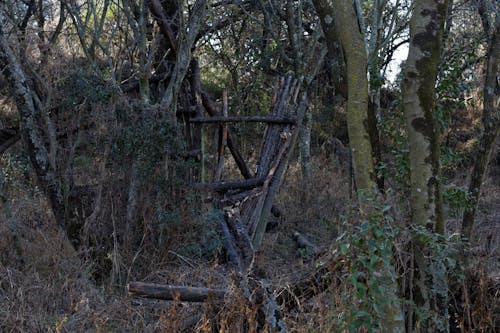 Foto d'estoc gratuïta de arbres, bigues, desfer-se