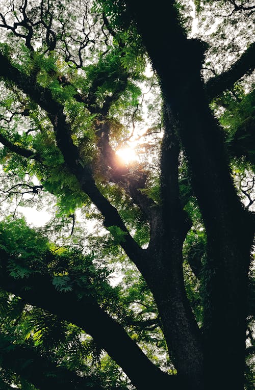 Gratis stockfoto met boomtakken, bos achtergrond, bos natuur Stockfoto