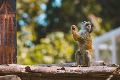 モンキー, 動物, 動物園の無料の写真素材