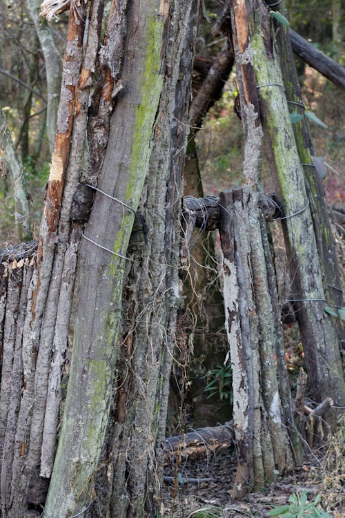 Foto d'estoc gratuïta de bigues, estructura, fusta