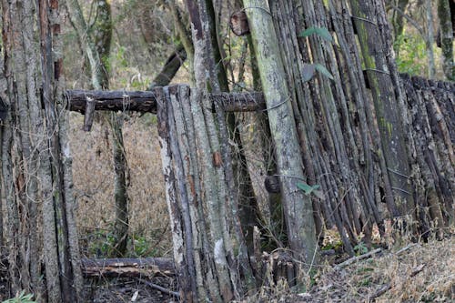 Foto d'estoc gratuïta de bigues, fusta